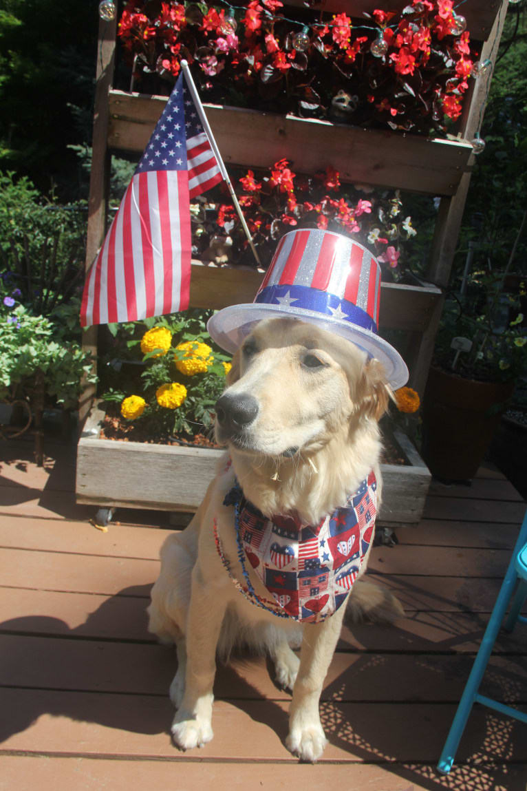 Tillie, a Newfoundland and Golden Retriever mix tested with EmbarkVet.com