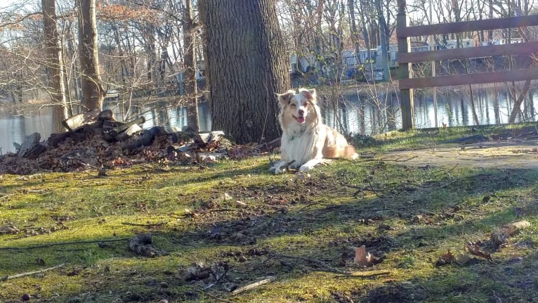 Brizzie, an Australian Shepherd tested with EmbarkVet.com