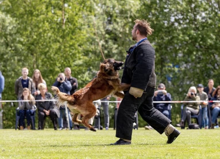 Ocean van de Zilveren Loop, a Belgian Shepherd tested with EmbarkVet.com