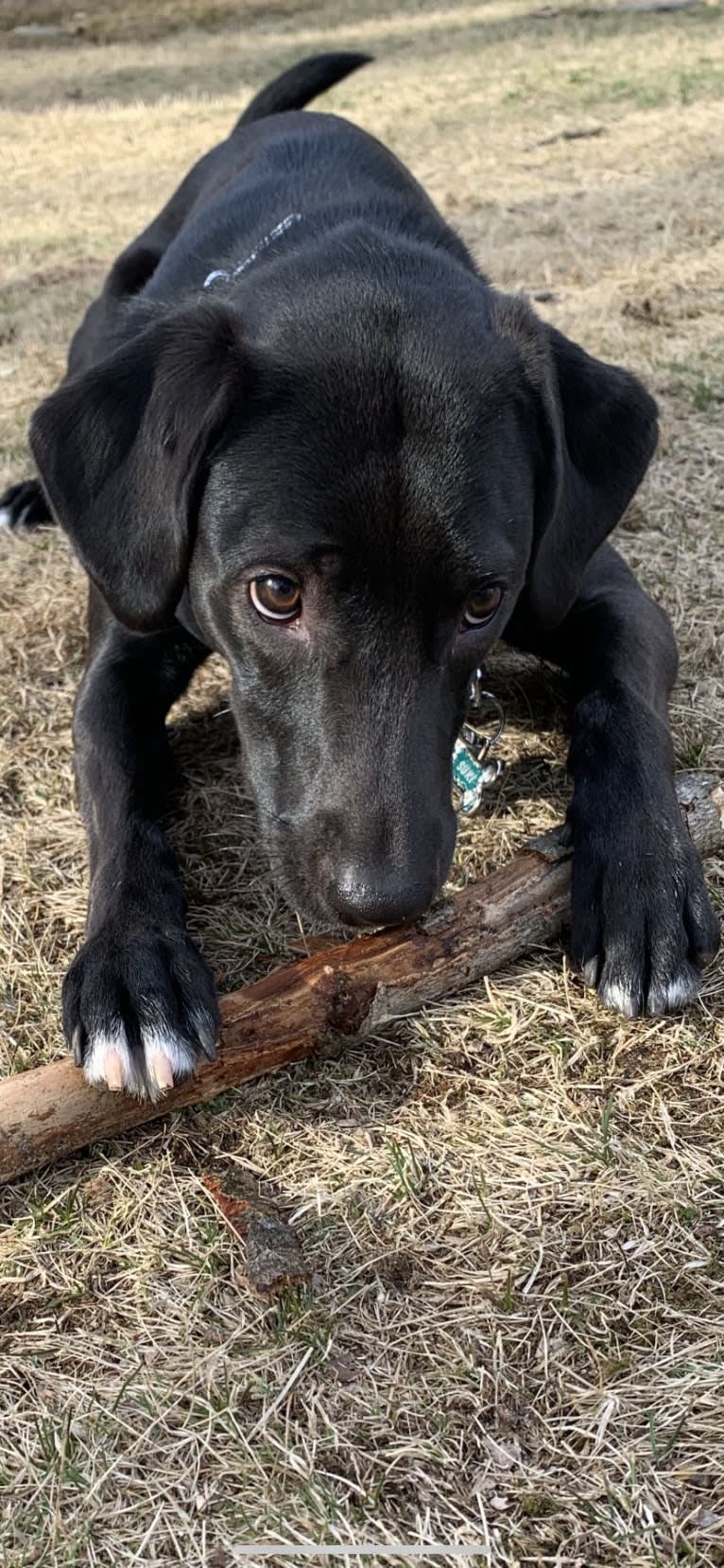 Suki, a Golden Retriever and Labrador Retriever mix tested with EmbarkVet.com