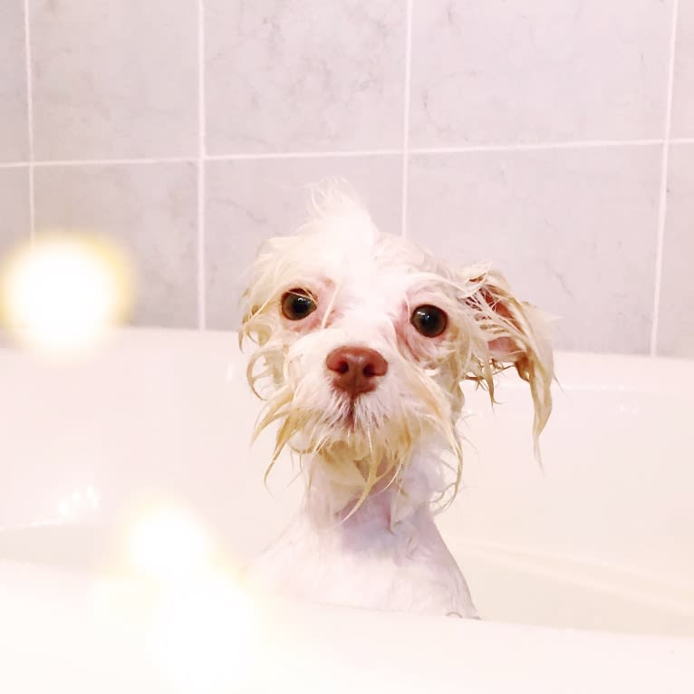 Caitlin Jr., a Havanese and Bichon Frise mix tested with EmbarkVet.com