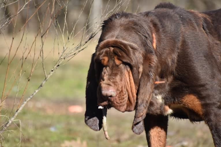 Moose, a Bloodhound tested with EmbarkVet.com