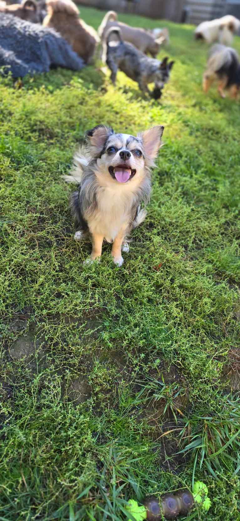Octaviya, a Chihuahua tested with EmbarkVet.com