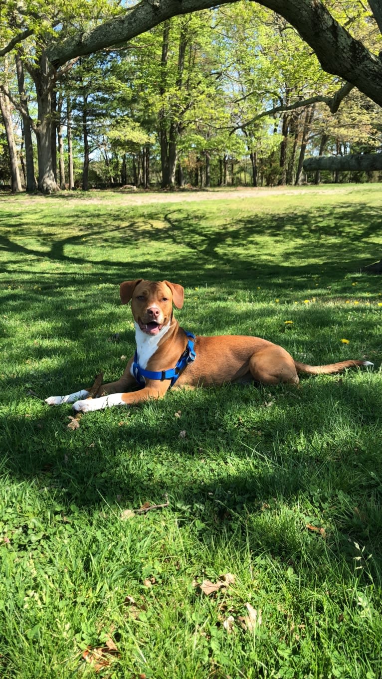 Ziggy, an American Pit Bull Terrier and Miniature Pinscher mix tested with EmbarkVet.com