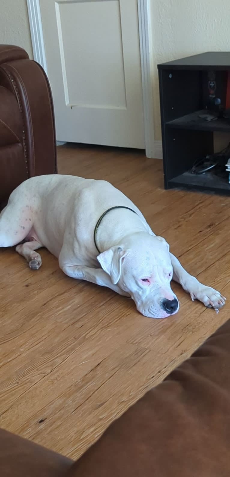 Atreus, a Dogo Argentino tested with EmbarkVet.com