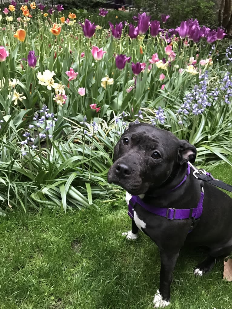 Monroe, an American Pit Bull Terrier and American Staffordshire Terrier mix tested with EmbarkVet.com