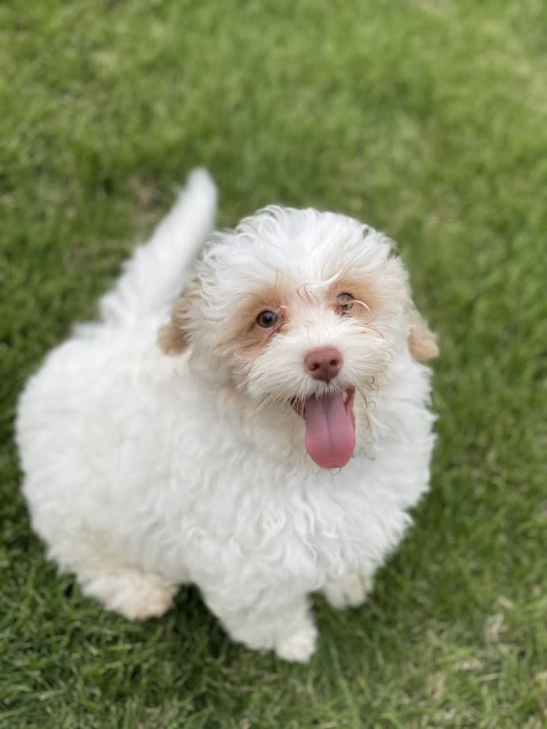 Dublin, a Goldendoodle tested with EmbarkVet.com