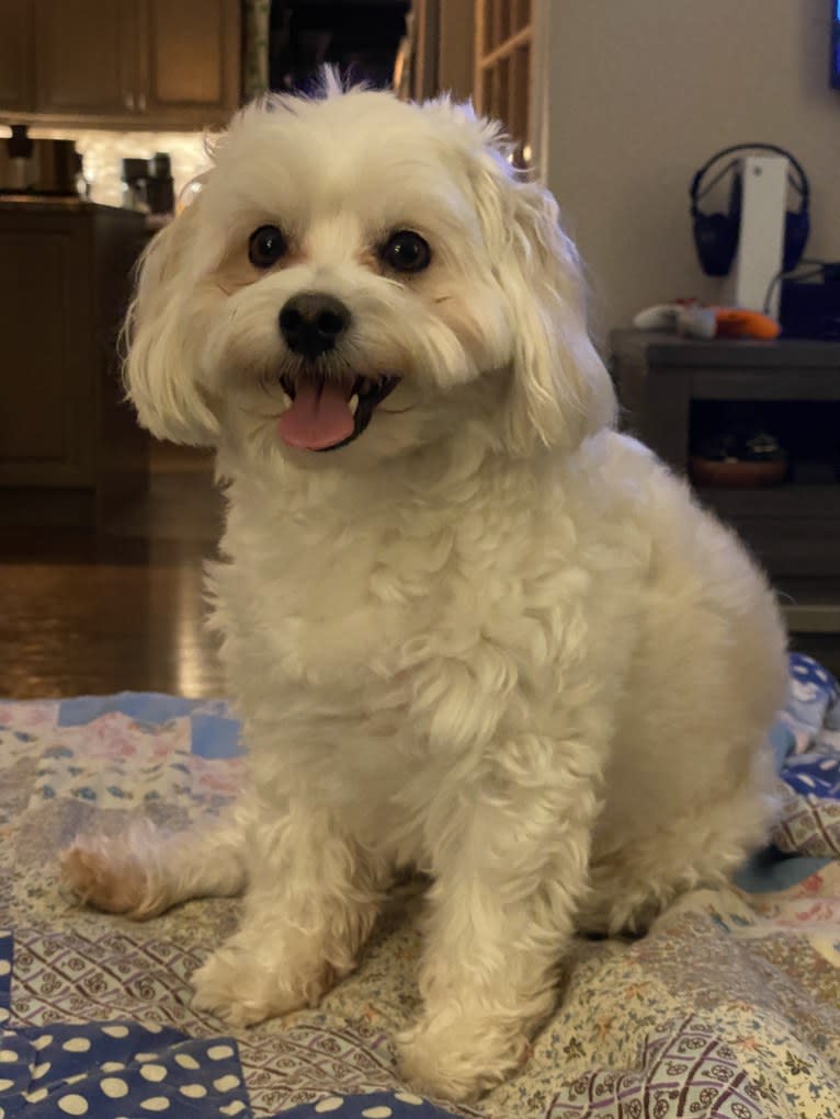 Kimba, a Bichon Frise and Lhasa Apso mix tested with EmbarkVet.com