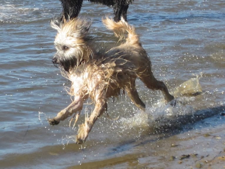 Figaro, a Pyrenean Shepherd tested with EmbarkVet.com