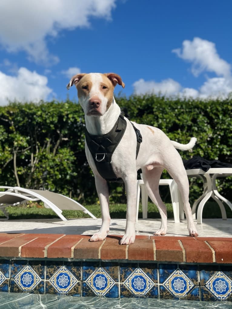 Casper, an American Pit Bull Terrier and Labrador Retriever mix tested with EmbarkVet.com