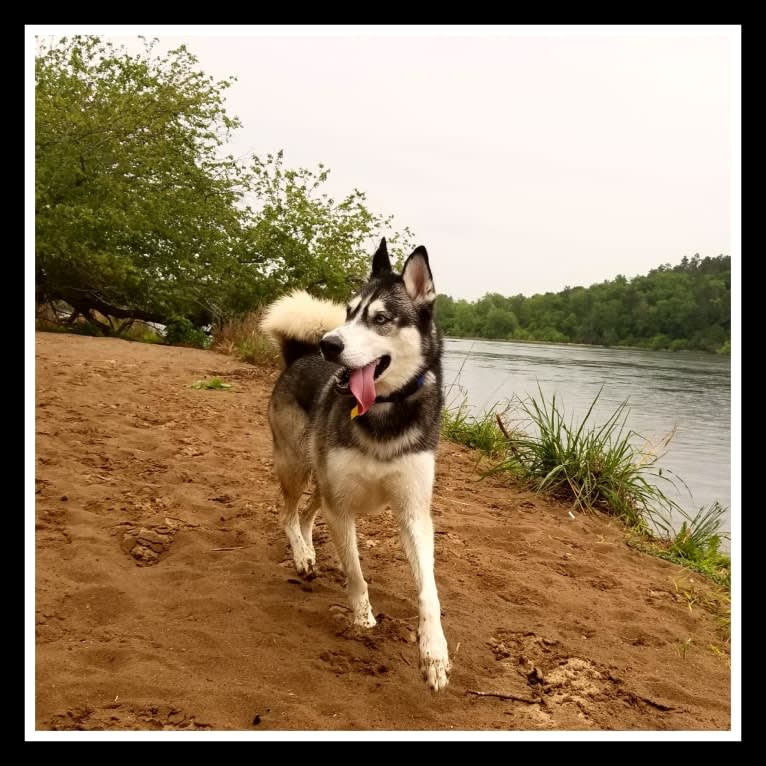 Teko, a Siberian Husky tested with EmbarkVet.com