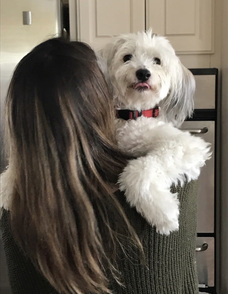 Jack, a Chinese Crested tested with EmbarkVet.com