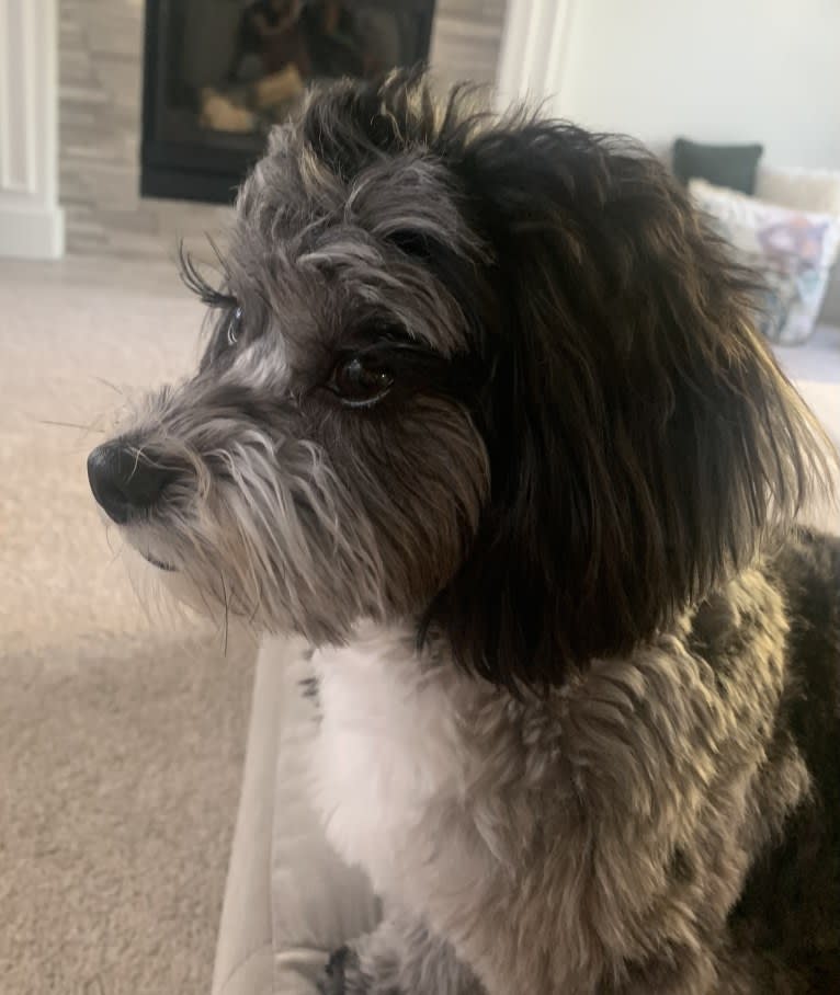 Bella, a Lhasa Apso and Poodle (Small) mix tested with EmbarkVet.com