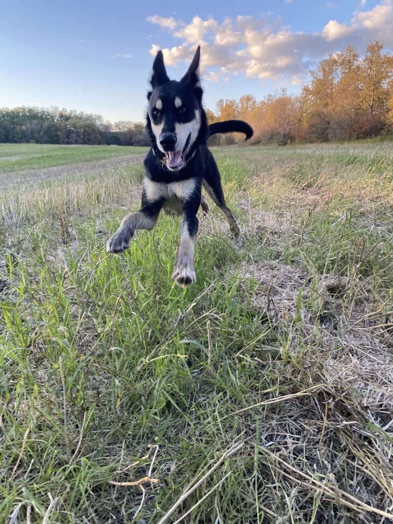 Ernest, an Alaskan-type Husky tested with EmbarkVet.com