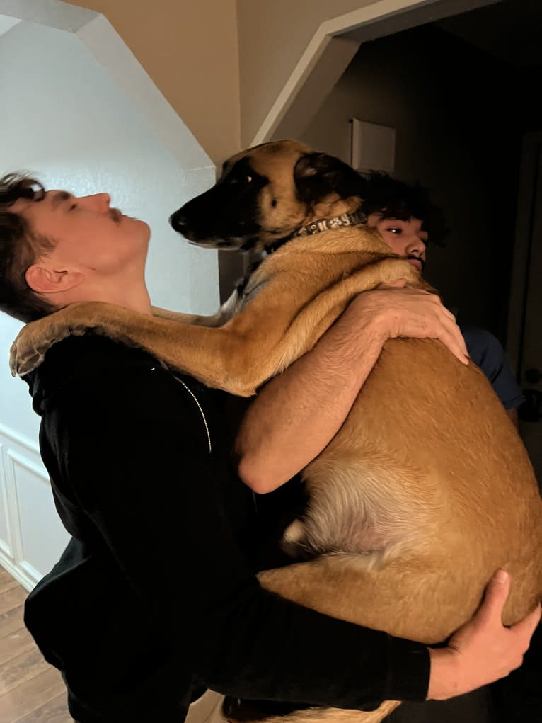 Whiskey, a Belgian Malinois and German Shepherd Dog mix tested with EmbarkVet.com