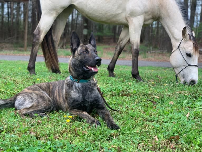 Jinx Van Patriot, a Dutch Shepherd and German Shepherd Dog mix tested with EmbarkVet.com