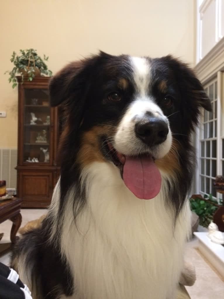 Tucker, an Australian Shepherd tested with EmbarkVet.com