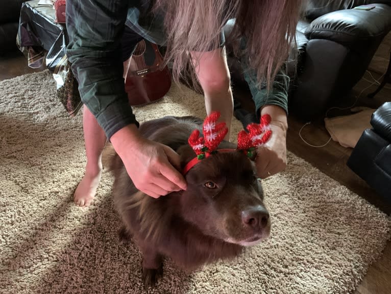 Rosey, a Newfoundland and Siberian Husky mix tested with EmbarkVet.com