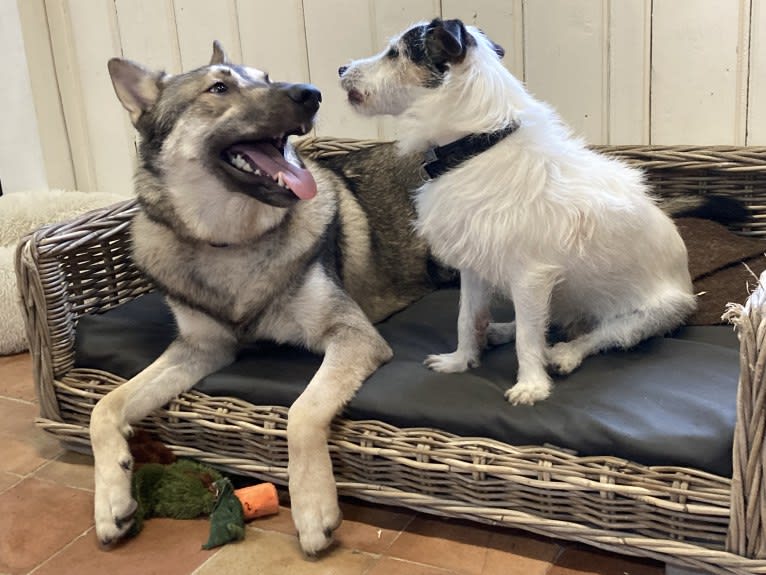 Obi, a Saarloos Wolfdog and Norwegian Elkhound mix tested with EmbarkVet.com