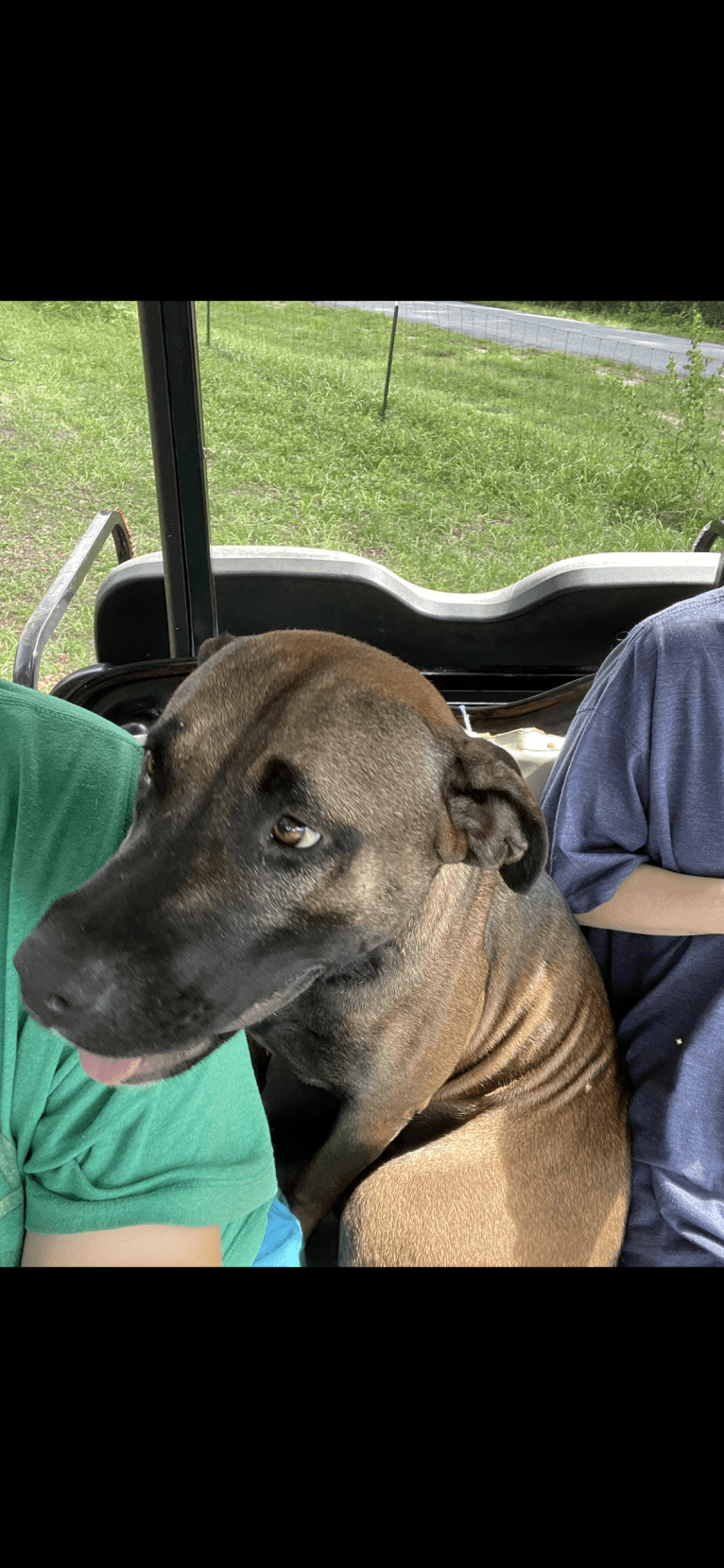 Duke, an American Pit Bull Terrier and Siberian Husky mix tested with EmbarkVet.com