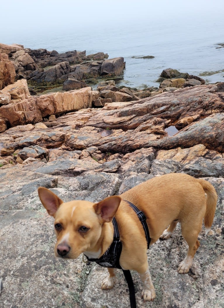 Ocho, a Chihuahua and Australian Cattle Dog mix tested with EmbarkVet.com