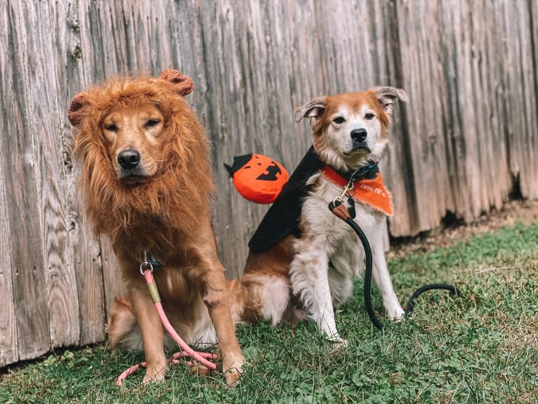 Marley, a Golden Retriever tested with EmbarkVet.com