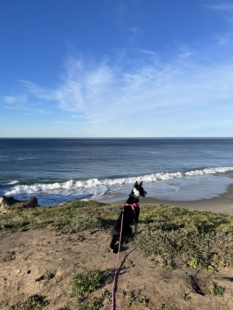 Laika, a Border Collie and Australian Cattle Dog mix tested with EmbarkVet.com