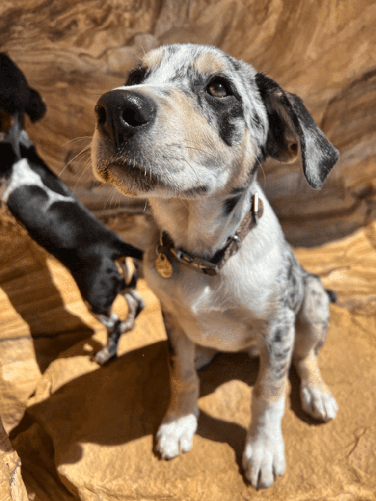 IronEye Pancho, a Border Collie and Catahoula Leopard Dog mix tested with EmbarkVet.com