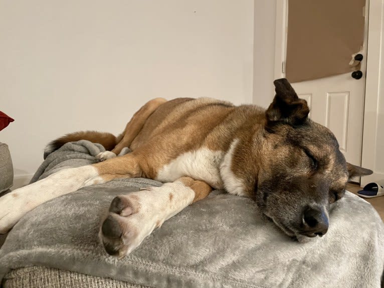 Buzz, an Arabian Village Dog tested with EmbarkVet.com