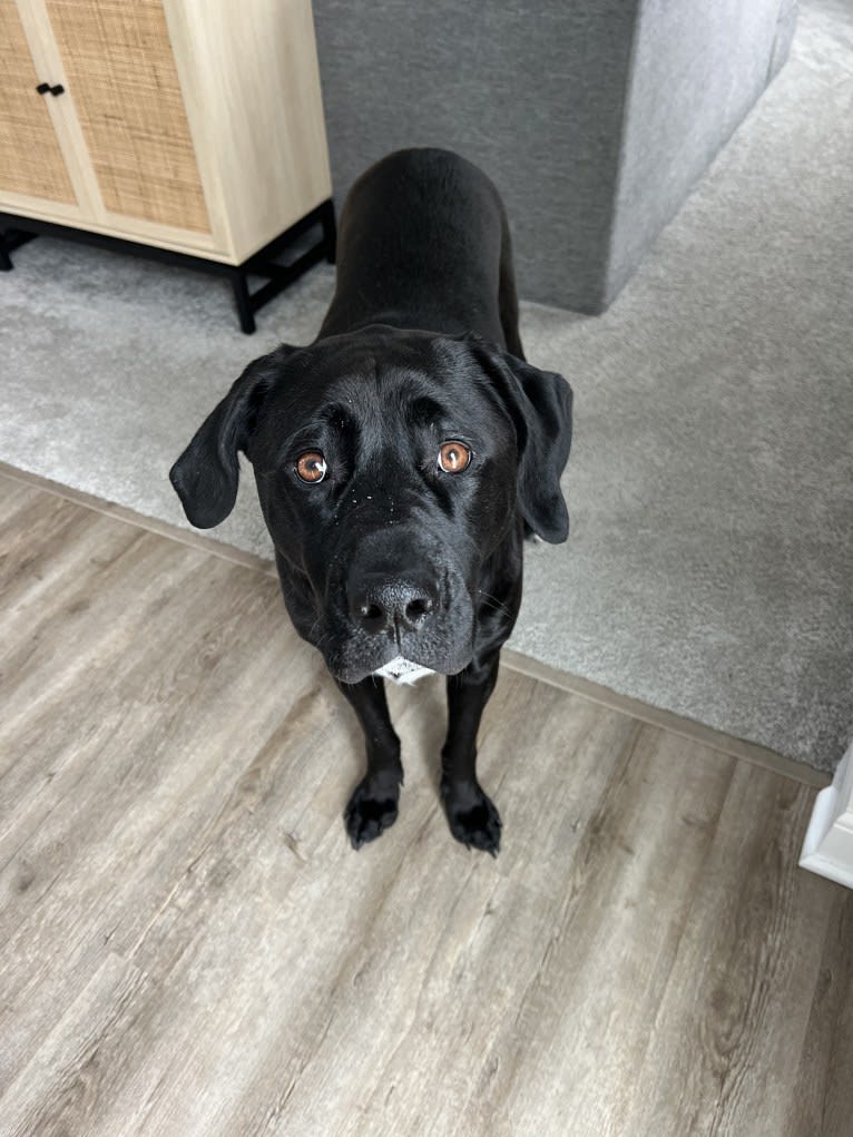 Remi, a Newfoundland and American Pit Bull Terrier mix tested with EmbarkVet.com