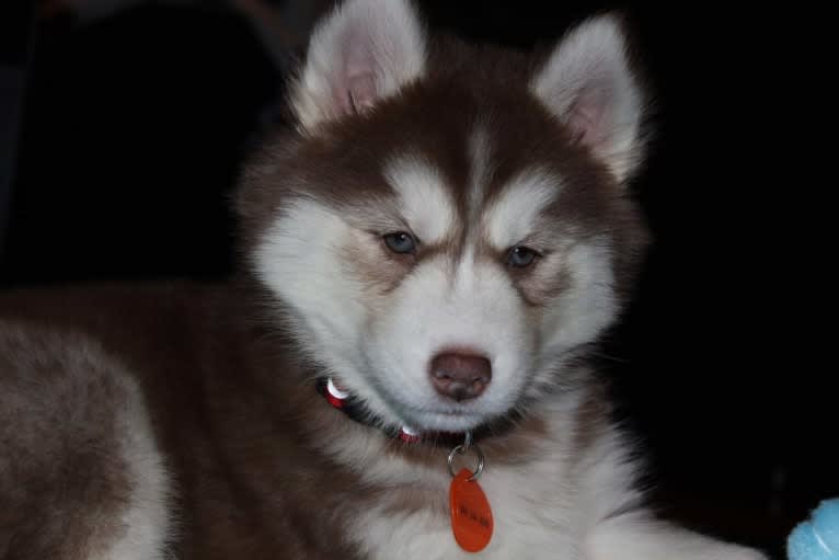 Loki, a Siberian Husky tested with EmbarkVet.com