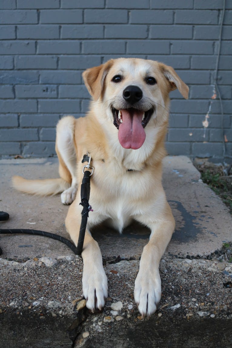 Rigby, a Great Pyrenees and Australian Cattle Dog mix tested with EmbarkVet.com