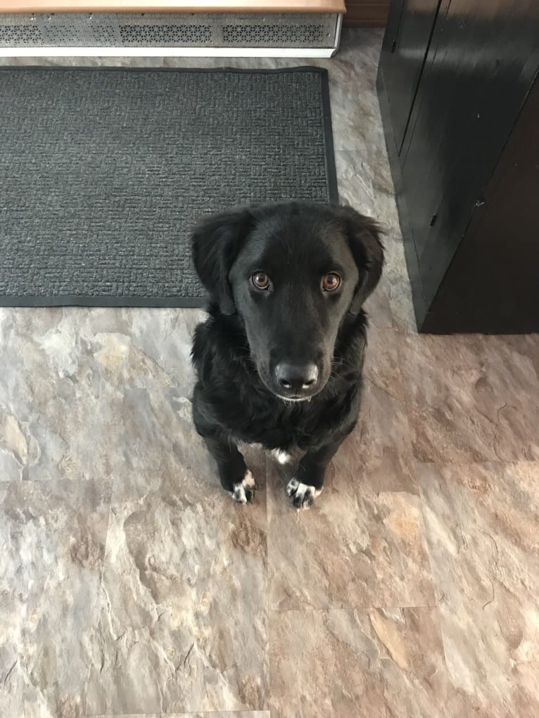 Care Bear Ross, a Labrador Retriever and Australian Cattle Dog mix tested with EmbarkVet.com