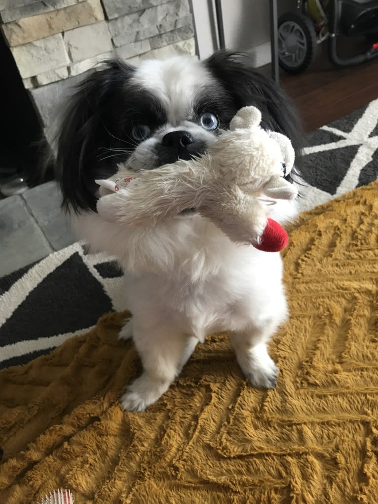 Poe, a Pekingese and Pomeranian mix tested with EmbarkVet.com