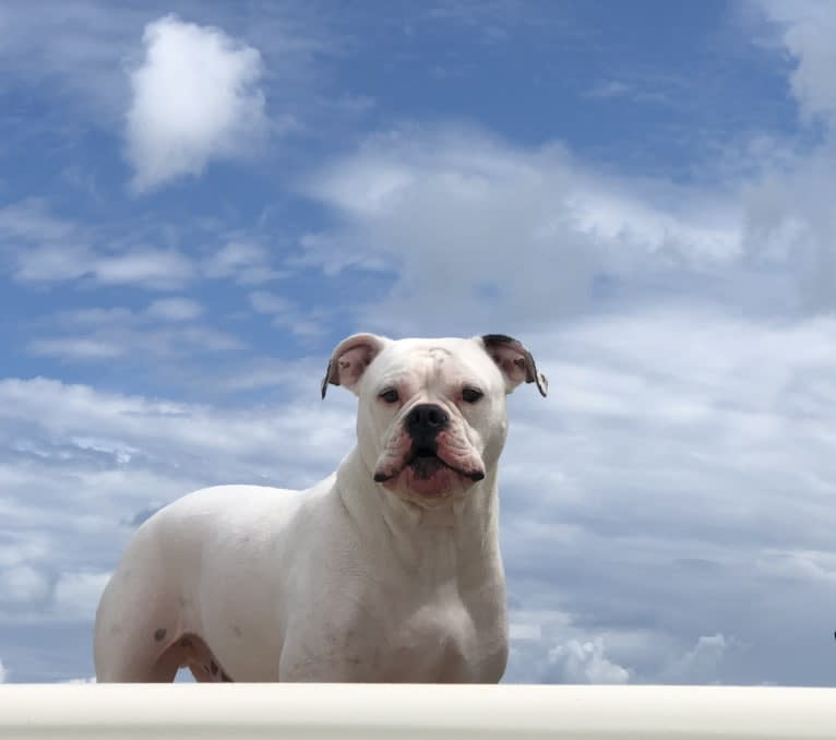 Milo, an American Bulldog tested with EmbarkVet.com