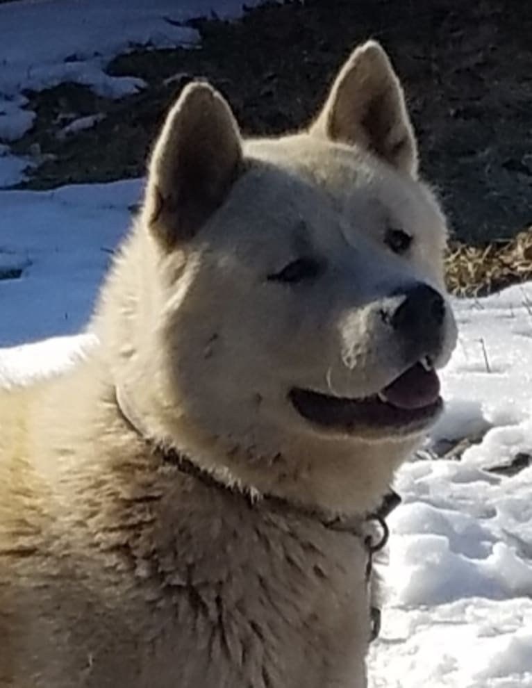 Arya, an Akita tested with EmbarkVet.com