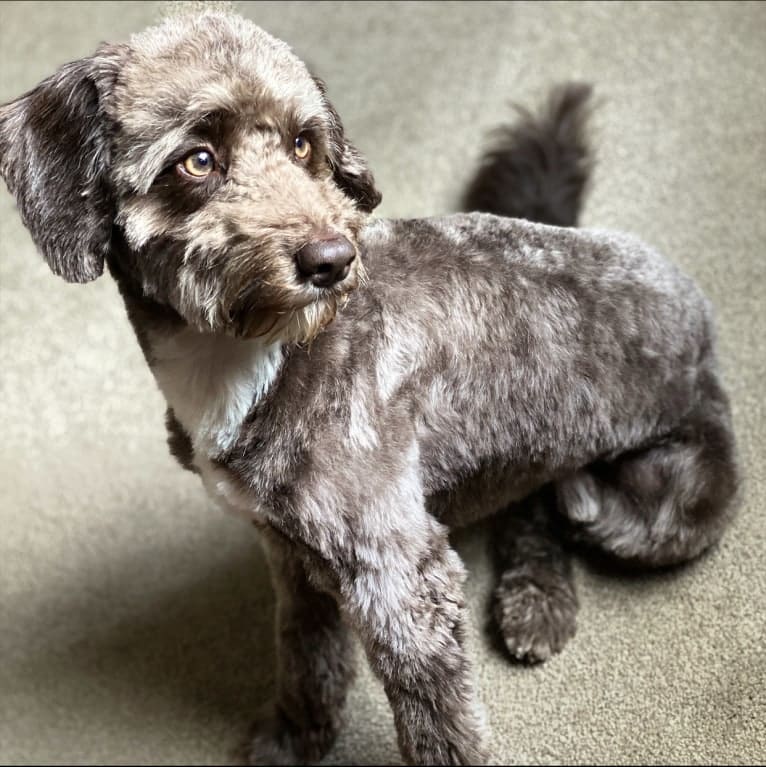 Koda, an English Cocker Spaniel (Working Type) and Poodle (Small) mix tested with EmbarkVet.com