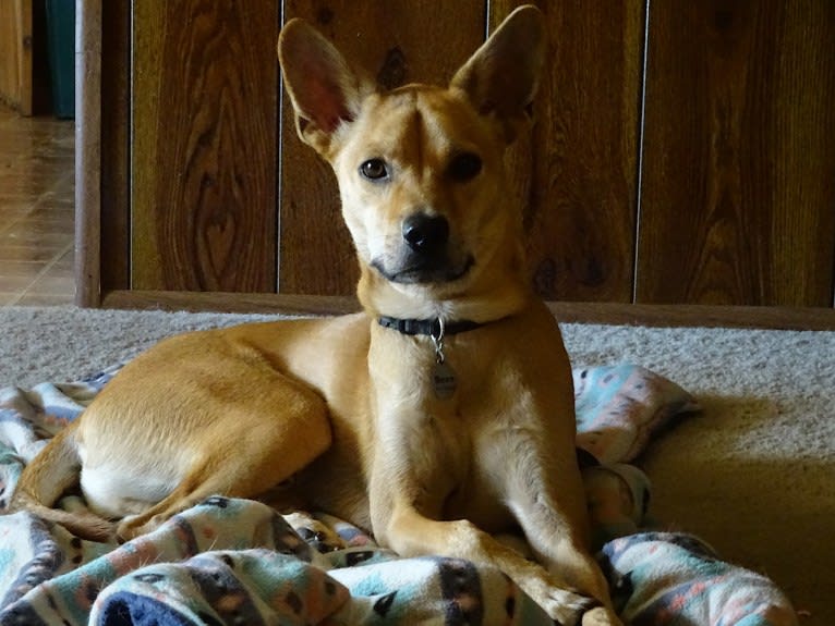 Bean, a Chow Chow and Chihuahua mix tested with EmbarkVet.com