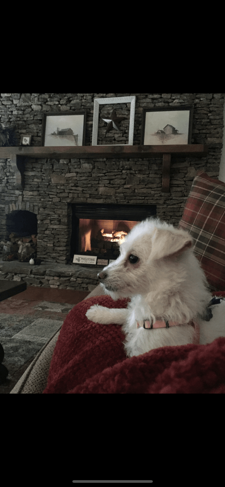 Bella, a Poodle (Small) and Chihuahua mix tested with EmbarkVet.com