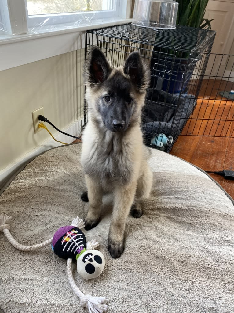 Selkie, a Belgian Shepherd tested with EmbarkVet.com