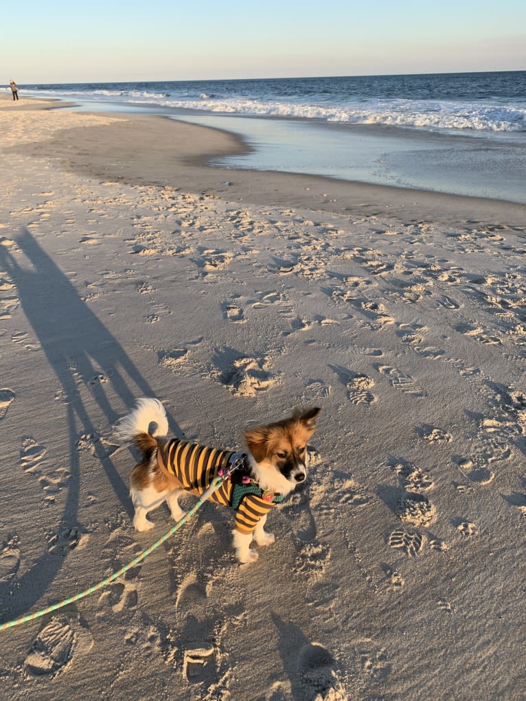 Lucy, a Japanese or Korean Village Dog and Shih Tzu mix tested with EmbarkVet.com