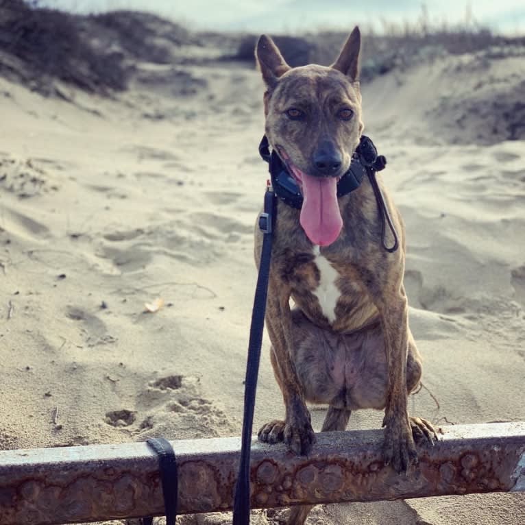 Rey, an American Pit Bull Terrier and Australian Cattle Dog mix tested with EmbarkVet.com