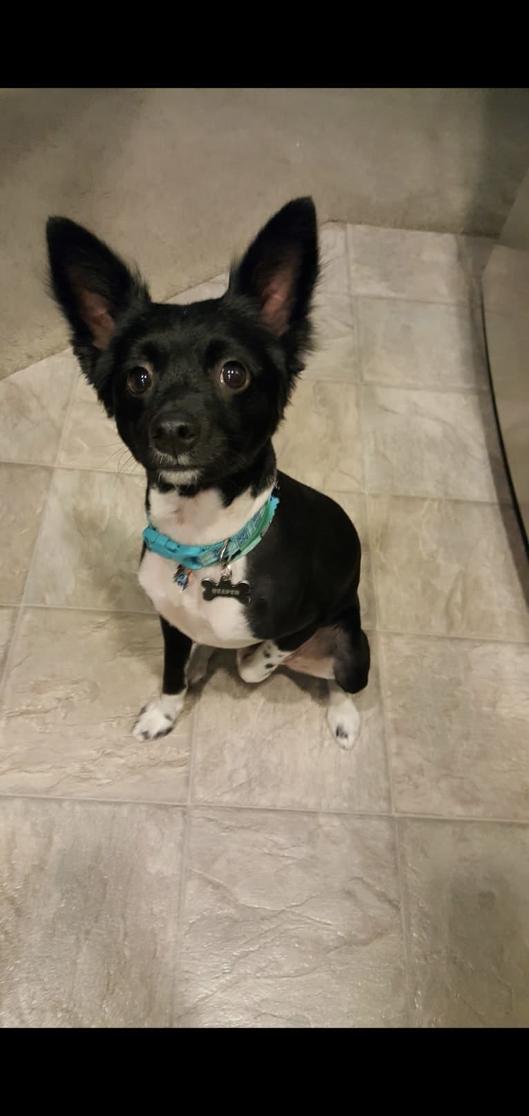 Reaper, a Chihuahua and Poodle (Small) mix tested with EmbarkVet.com