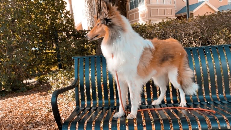 Nyx Rossie, a Collie tested with EmbarkVet.com