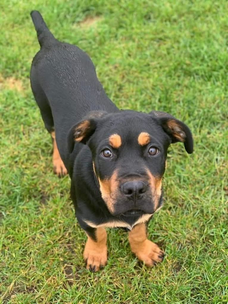 Regan, a Rottweiler and Bullmastiff mix tested with EmbarkVet.com