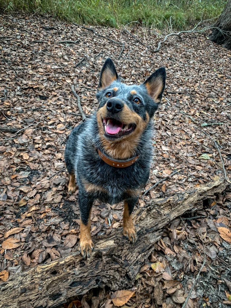 Malibu, an Australian Cattle Dog tested with EmbarkVet.com