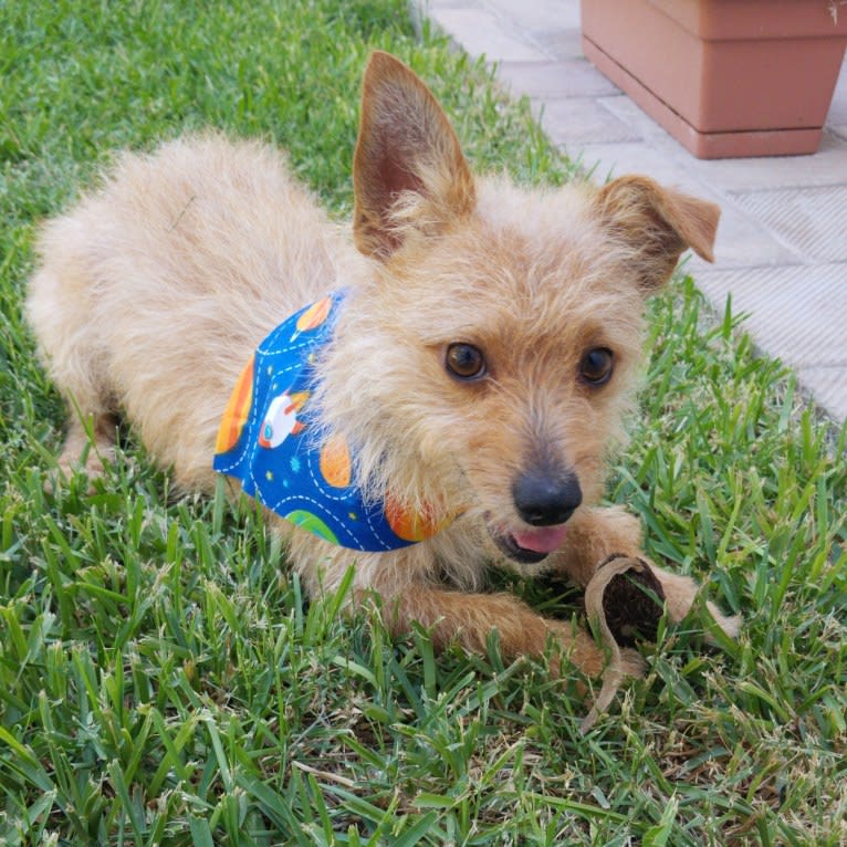 Toby, a Chihuahua and Poodle (Small) mix tested with EmbarkVet.com