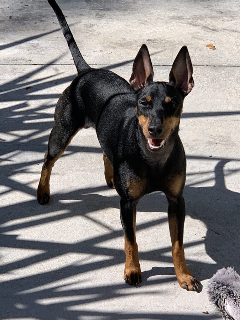 Mason, a Manchester Terrier (Toy) tested with EmbarkVet.com