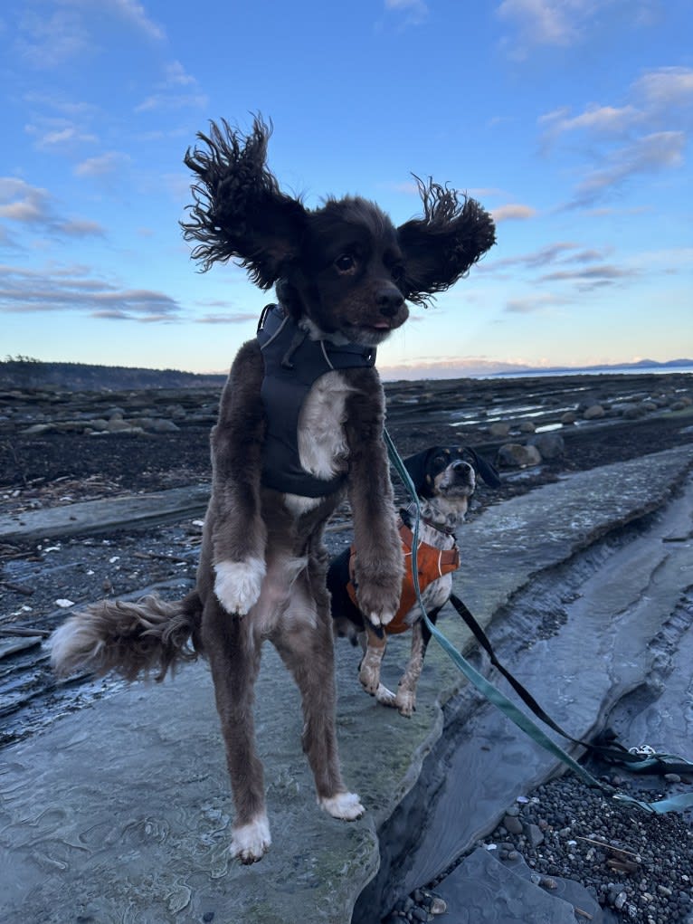 Walter, a Cocker Spaniel and Dachshund mix tested with EmbarkVet.com