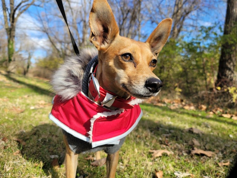 Aeriel, a Chihuahua and Miniature Pinscher mix tested with EmbarkVet.com